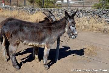 Muestra de ganado de las fiestas del patrono de Telde (Foto  Francisco Javier Santana)